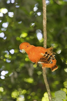 Images Dated 5th February 2007: Guianan Cock-of-the-rock - male Central Suriname Nature Reserve