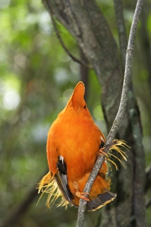 Images Dated 5th February 2007: Guianan Cock-of-the-rock - male Central Suriname Nature Reserve