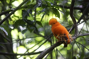 Images Dated 7th February 2007: Guianan Cock-of-the-rock - male Central Suriname Nature Reserve