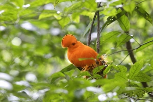 Images Dated 7th February 2007: Guianan Cock-of-the-rock - male Central Suriname Nature Reserve