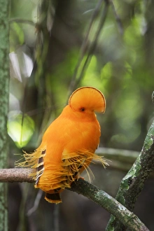 Images Dated 7th February 2007: Guianan Cock-of-the-rock - male Central Suriname Nature Reserve
