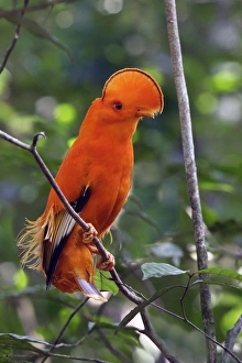 Images Dated 3rd February 2007: Guianan Cock-of-the-rock - male Central Suriname Nature Reserve South America