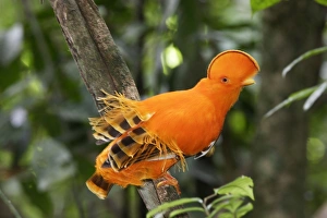 Images Dated 5th February 2007: Guianan Cock-of-the-rock - male Central Suriname Nature Reserve South America