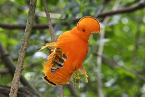 Images Dated 5th February 2007: Guianan Cock-of-the-rock - male Central Suriname Nature Reserve South America