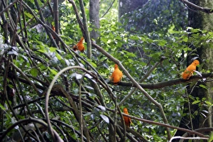 Images Dated 5th February 2007: Guianan Cock-of-the-rock - male Central Suriname Nature Reserve South America