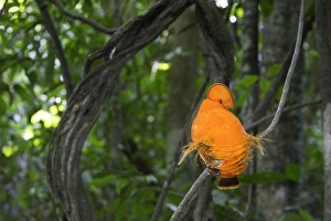 Images Dated 5th February 2007: Guianan Cock-of-the-rock - male Central Suriname Nature Reserve South America
