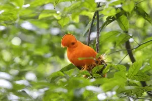 Guianan Cock-of-the-rock - male Central Suriname Nature Reserve