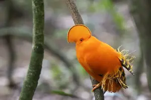 Guianan Cock-of-the-rock - male Central Suriname Nature Reserve