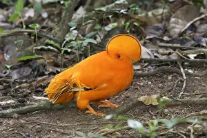 Guianan Cock-of-the-rock - male Central Suriname Nature Reserve South America