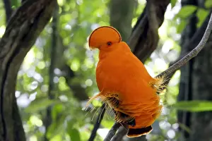 Guianan Cock-of-the-rock - male Central Suriname Nature Reserve South America