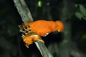 Guianan Cock-of-the-rock - male Central Suriname Nature Reserve South America