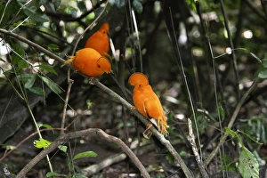 Guianan Cock-of-the-rock - male confrontation Guianan Cock-of-the-rock - male confrontation