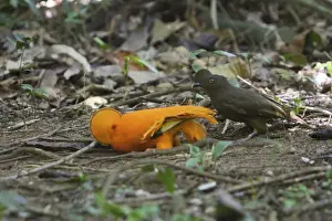 Guianan Cock-of-the-rock - male & female courtship Central Suriname Nature Reserve South America