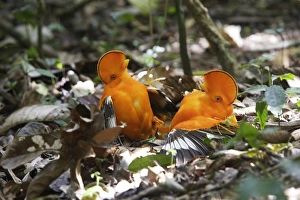 Images Dated 7th February 2007: Guianan Cock-of-the-rock - males fighting Central Suriname Nature Reserve South America
