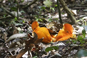 Images Dated 7th February 2007: Guianan Cock-of-the-rock - males fighting Central Suriname Nature Reserve South America