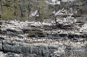 Images Dated 25th June 2005: Guillemot colony, South Stack, Anglesey, UK