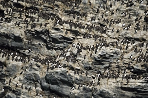 Images Dated 25th June 2005: Guillemot colony, South Stack, Anglesey, UK