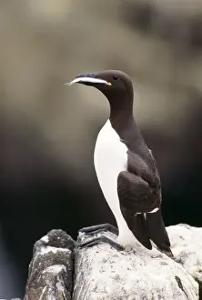 Guillemots Prints: Guillemot With fish, UK