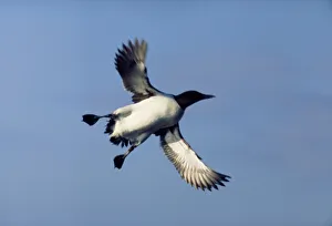 Images Dated 20th September 2004: Guillemot In flight