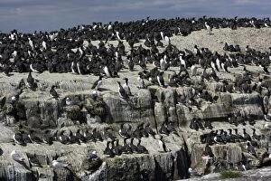 Images Dated 3rd June 2006: Guillemot-nesting colony, Farne Isles, Northumberland UK