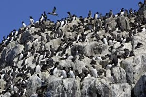 Images Dated 2nd June 2006: Guillemot-nesting colony, Farne Isles, Northumberland UK