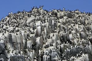 Images Dated 2nd June 2006: Guillemot-nesting colony, Farne Isles, Northumberland UK