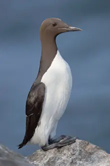 Guillemot - on a rock