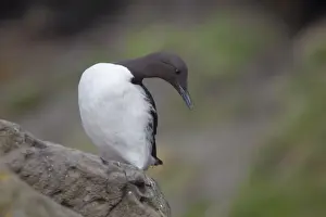 Guillemots Prints: Guillemot - Scotland - UK