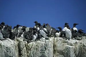 Guillemots Prints: Guillemots - On Cliff Edge Farne Islands, Northumberland, UK BI008591