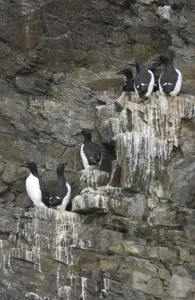 Images Dated 23rd July 2003: Guillemots On cliff edge Spitzbergen