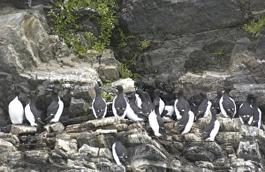 Images Dated 23rd July 2003: Guillemots On cliff edge Spitzbergen