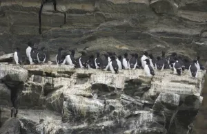 Images Dated 23rd July 2003: Guillemots On cliff edge Spitzbergen