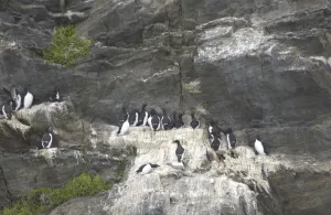 Images Dated 23rd July 2003: Guillemots On cliff edge Spitzbergen