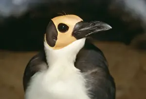 Guinea Prints: Guinea Bare-headed Rockfowl Bald Crow (Yellow-headed)