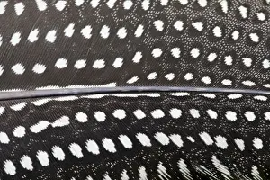 Guineafowl Prints: Guinea Fowl - close-up of feather - Wiltshire - England - UK