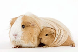 Hair Gallery: Guinea Pig