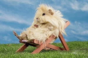 Chair Gallery: Guinea Pig
