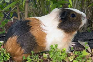 Guinea Pigs Prints: Guinea Pig