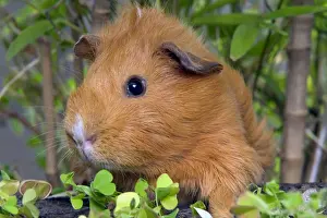 Guinea Pig