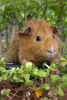 Guinea Pigs Prints: Guinea Pig