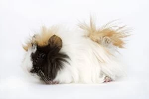 Images Dated 6th November 2006: Guinea Pig