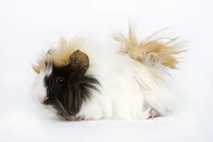 Guinea Pig