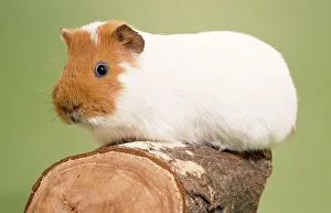 Images Dated 28th March 2007: Guinea Pig