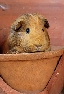 Small Pets Collection: Guinea Pig