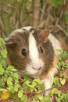 Small Pets Collection: Guinea Pig