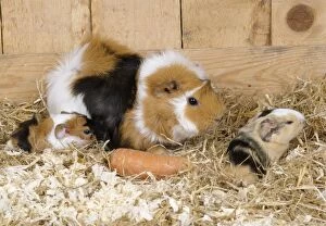 Images Dated 28th March 2007: Guinea Pig - with 3 day old young