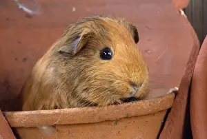 Guinea Pig