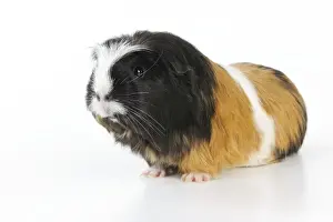 Gunea Pig Prints: Guinea pig