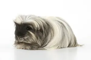 Guinea pig
