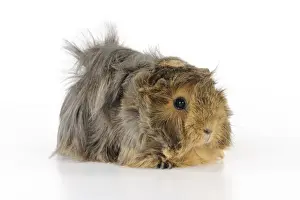 Gunea Pig Prints: Guinea pig